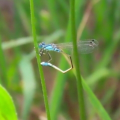 Ischnura heterosticta at Point Hut Pond - 12 Dec 2023 12:10 PM