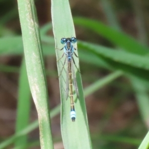 Ischnura heterosticta at Point Hut Pond - 12 Dec 2023 12:10 PM