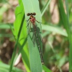 Nososticta solida at Point Hut Pond - 12 Dec 2023 12:52 PM