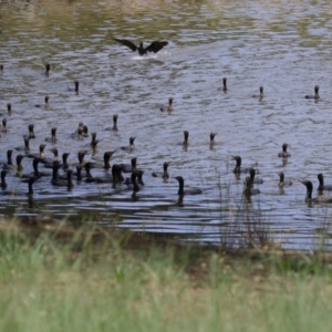 Phalacrocorax sulcirostris at Point Hut Pond - 12 Dec 2023