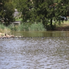 Phalacrocorax sulcirostris at Point Hut Pond - 12 Dec 2023 11:55 AM