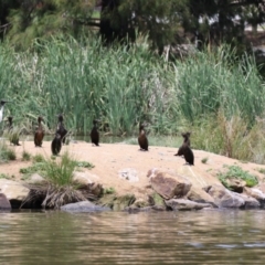 Phalacrocorax sulcirostris at Point Hut Pond - 12 Dec 2023