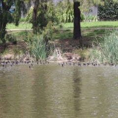 Phalacrocorax sulcirostris at Point Hut Pond - 12 Dec 2023 11:55 AM