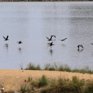 Phalacrocorax sulcirostris at Point Hut Pond - 12 Dec 2023 11:55 AM