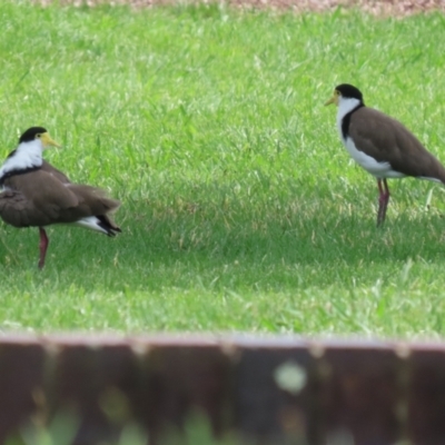 Vanellus miles (Masked Lapwing) at Point Hut Pond - 12 Dec 2023 by RodDeb