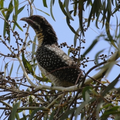 Eudynamys orientalis (Pacific Koel) at Gordon, ACT - 12 Dec 2023 by RodDeb