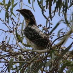 Eudynamys orientalis at Point Hut Pond - 12 Dec 2023