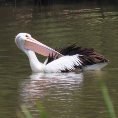 Pelecanus conspicillatus (Australian Pelican) at Point Hut Pond - 12 Dec 2023 by RodDeb