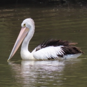 Pelecanus conspicillatus at Point Hut Pond - 12 Dec 2023