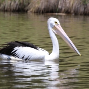 Pelecanus conspicillatus at Point Hut Pond - 12 Dec 2023 12:51 PM