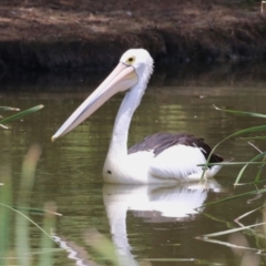 Pelecanus conspicillatus at Point Hut Pond - 12 Dec 2023 12:51 PM