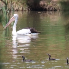 Pelecanus conspicillatus at Point Hut Pond - 12 Dec 2023 12:51 PM