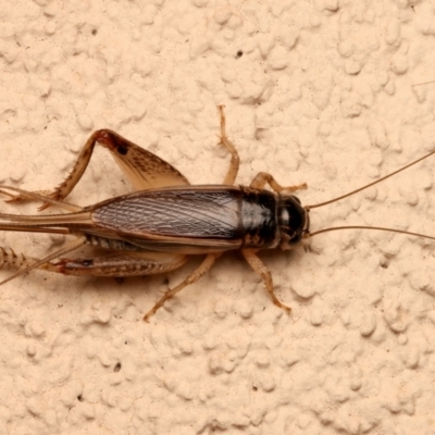 Lepidogryllus sp. (genus) (A cricket) at Ainslie, ACT - 10 Dec 2023 by jb2602