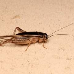 Lepidogryllus sp. (genus) at Ainslie, ACT - 10 Dec 2023