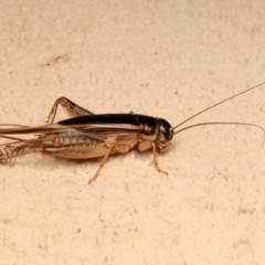 Lepidogryllus sp. (genus) at Ainslie, ACT - 10 Dec 2023 08:17 PM