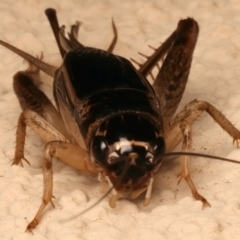 Lepidogryllus sp. (genus) at Ainslie, ACT - 10 Dec 2023