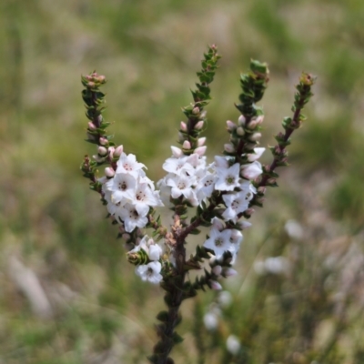 Epacris microphylla (Coral Heath) at Captains Flat, NSW - 13 Dec 2023 by Csteele4