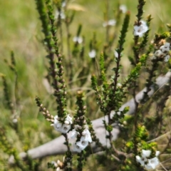 Epacris microphylla at QPRC LGA - 13 Dec 2023 01:07 PM