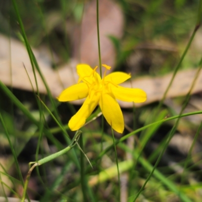 Hypoxis hygrometrica var. hygrometrica (Golden Weather-grass) at Captains Flat, NSW - 13 Dec 2023 by Csteele4