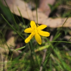 Hypoxis hygrometrica var. hygrometrica at QPRC LGA - 13 Dec 2023 01:04 PM