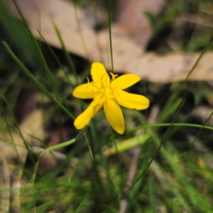 Hypoxis hygrometrica var. hygrometrica at QPRC LGA - 13 Dec 2023 01:04 PM