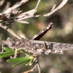 Coryphistes ruricola (Bark-mimicking Grasshopper) at Piney Ridge - 13 Dec 2023 by Roger