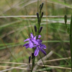 Caesia calliantha (Blue Grass-lily) at Captains Flat, NSW - 13 Dec 2023 by Csteele4