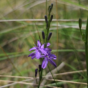 Caesia calliantha at QPRC LGA - 13 Dec 2023