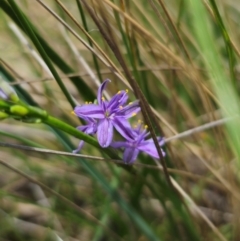 Caesia calliantha at QPRC LGA - 13 Dec 2023 01:03 PM