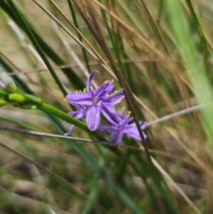 Caesia calliantha at QPRC LGA - 13 Dec 2023 01:03 PM