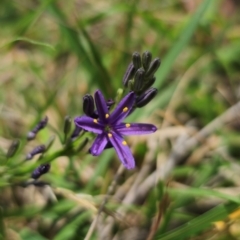 Caesia calliantha at QPRC LGA - 13 Dec 2023 01:03 PM