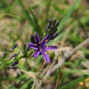 Caesia calliantha at QPRC LGA - 13 Dec 2023 01:03 PM