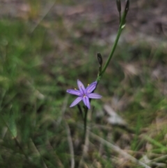 Caesia calliantha at QPRC LGA - 13 Dec 2023 01:03 PM