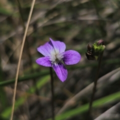 Viola betonicifolia subsp. betonicifolia (Arrow-Leaved Violet) at Captains Flat, NSW - 13 Dec 2023 by Csteele4