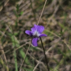 Viola betonicifolia subsp. betonicifolia at QPRC LGA - 13 Dec 2023 01:22 PM