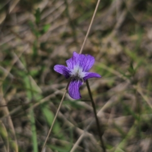 Viola betonicifolia subsp. betonicifolia at QPRC LGA - 13 Dec 2023 01:22 PM