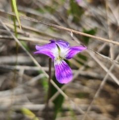 Viola betonicifolia subsp. betonicifolia at QPRC LGA - 13 Dec 2023 01:22 PM