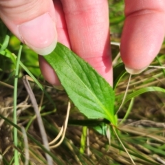 Viola betonicifolia subsp. betonicifolia at QPRC LGA - 13 Dec 2023