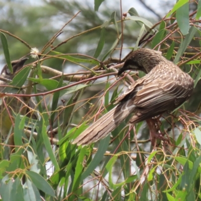 Anthochaera carunculata (Red Wattlebird) at Gordon, ACT - 12 Dec 2023 by RodDeb