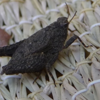 Tetrigidae (family) (Pygmy grasshopper) at Charleys Forest, NSW - 16 Nov 2019 by arjay