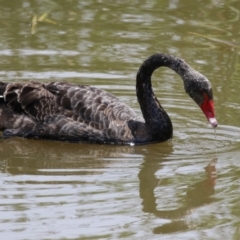 Cygnus atratus (Black Swan) at Gordon, ACT - 12 Dec 2023 by RodDeb