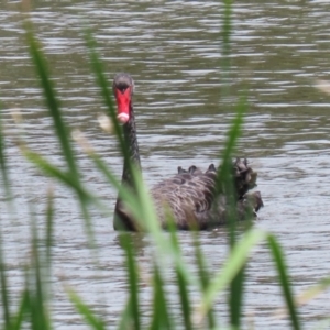 Cygnus atratus at Point Hut Pond - 12 Dec 2023