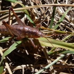 Austrosalomona sp. (genus) (Coastal katydid or Spine-headed katydid) at Charleys Forest, NSW - 9 Nov 2019 by arjay