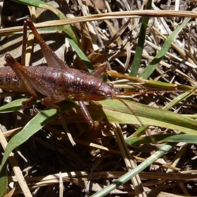 Austrosalomona sp. (genus) (Coastal katydid or Spine-headed katydid) at Mongarlowe River - 9 Nov 2019 by arjay