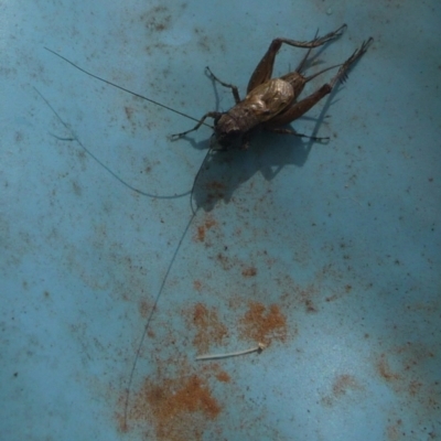 Bobilla sp. (genus) (A Small field cricket) at QPRC LGA - 8 Feb 2019 by arjay