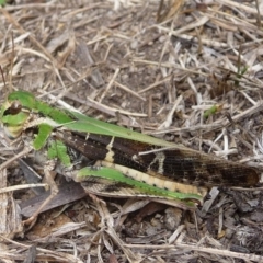 Gastrimargus musicus (Yellow-winged Locust or Grasshopper) at Mongarlowe River - 11 Feb 2018 by arjay