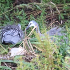 Egretta novaehollandiae at Point Hut Pond - 12 Dec 2023 12:33 PM