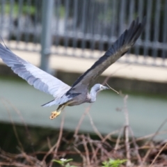 Egretta novaehollandiae at Point Hut Pond - 12 Dec 2023 12:33 PM