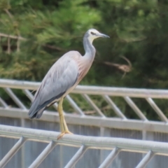 Egretta novaehollandiae at Point Hut Pond - 12 Dec 2023 12:33 PM