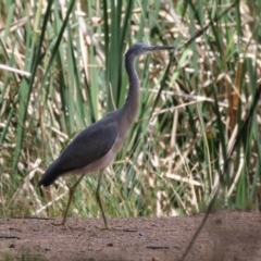 Egretta novaehollandiae at Point Hut Pond - 12 Dec 2023 12:33 PM